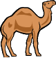 camel