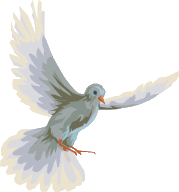 Flying grey dove facing right