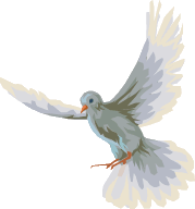 flying grey dove facing left